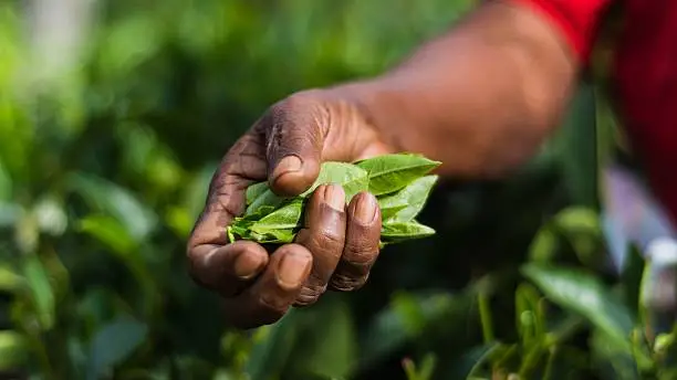 Photo of visiting the lipton tea plantation in haputale sri lanka