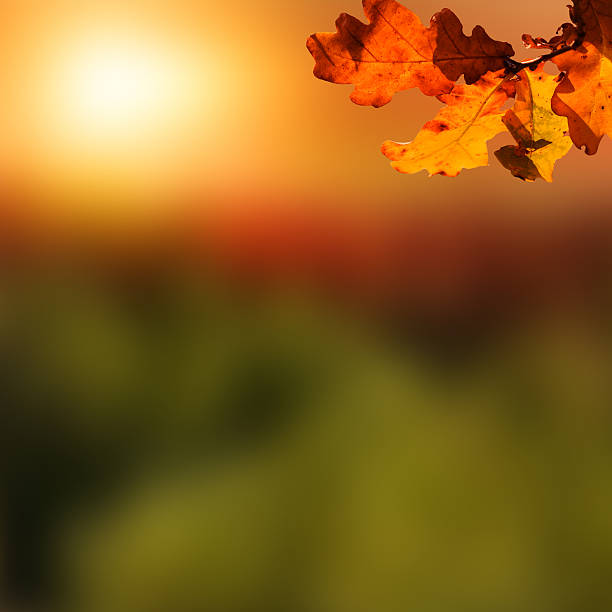 istock Wooden table with autumn background 481917596