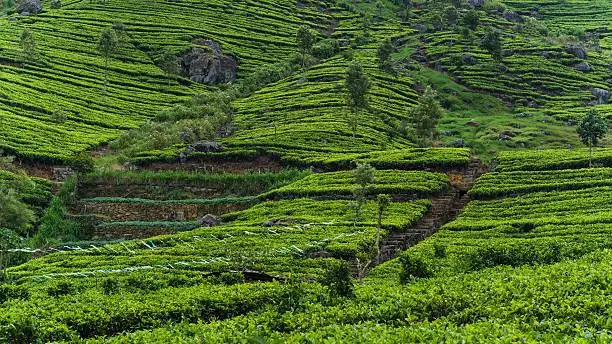 Photo of visiting the lipton tea plantation in haputale sri lanka