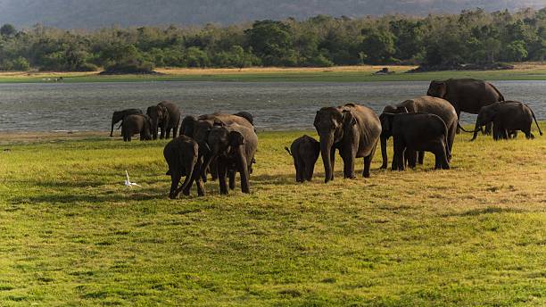 istock elephant watching on a safari game drive 481918262