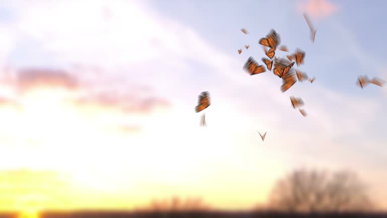 Farfalla