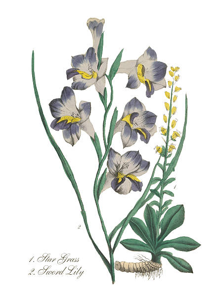 handcolored miecz lilly i star, ilustracja trawa wiktoriańskim botaniczny - gladiolus flower beauty in nature white background stock illustrations