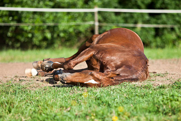 Horse sleep on meadow stock photo