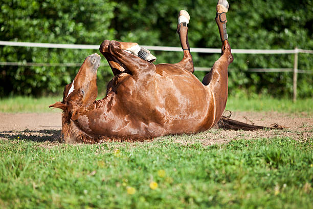 istock Horse lay on back roll in sand 481922394