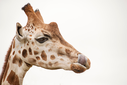 Side view of  a giraffe licking its nose with its tongue, isolate on beige background.