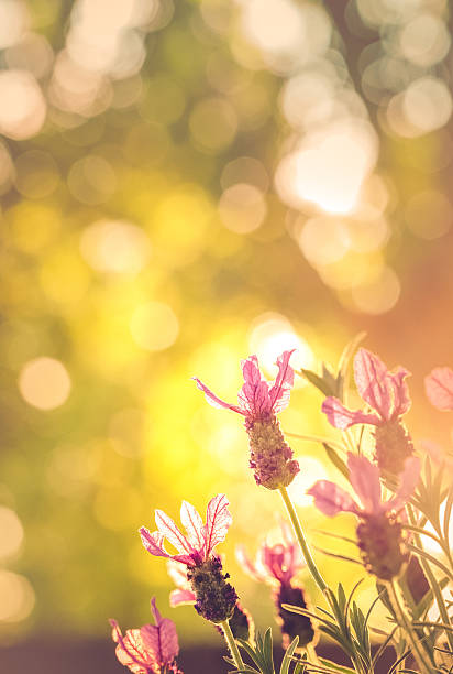istock Nature background of spanish lavender and sunny bokeh 481924892