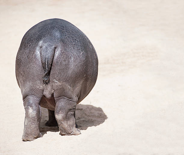Bay hippopotamus walking away agains sand background