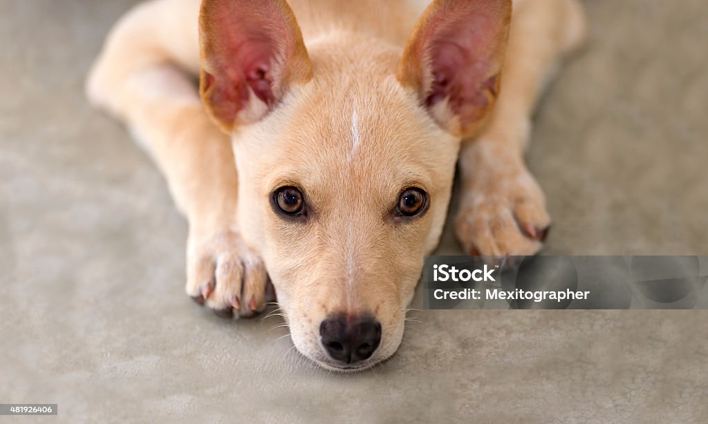 Puppy Eyes Cute puppy with big eyes resting his head on paws on the ground while looking straight up with a sincere wistful look in his eyes. 2015 Stock Photo