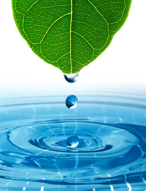 istock Green leaf with splashing water drops. 481926555