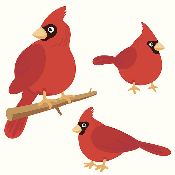 Cardinal Bird Bird set cardinal bills lions stock illustrations