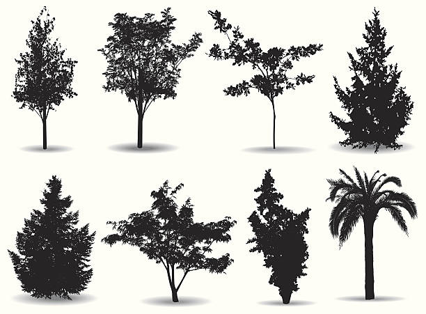 Trees vector art illustration