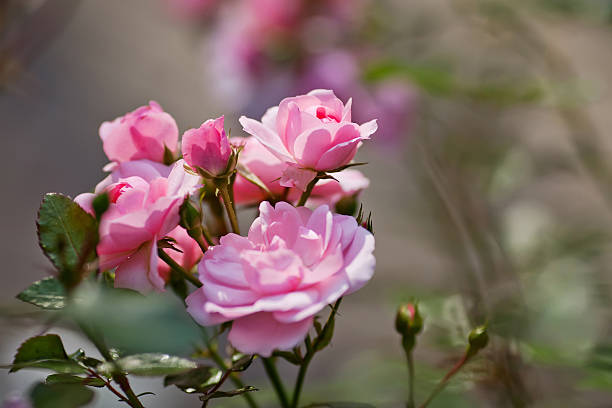 istock Beautiful pink rose in a garden in close up 481929404