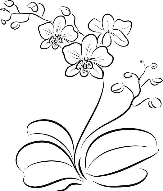 Vector illustration of orchid