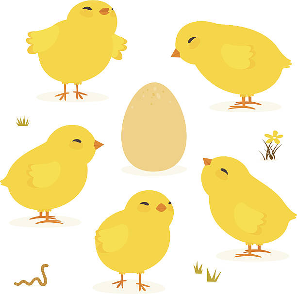 ilustraciones, imágenes clip art, dibujos animados e iconos de stock de bebé las gallinas y huevo - chicken yellow isolated young animal