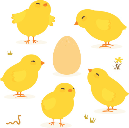 Baby chickens and Egg isolated on white icon set.