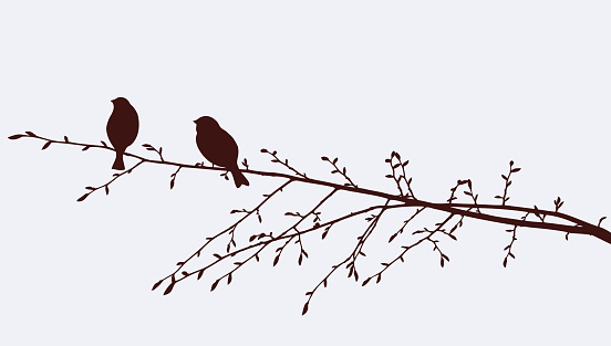 Vector image of the birds on a branch in the spring.