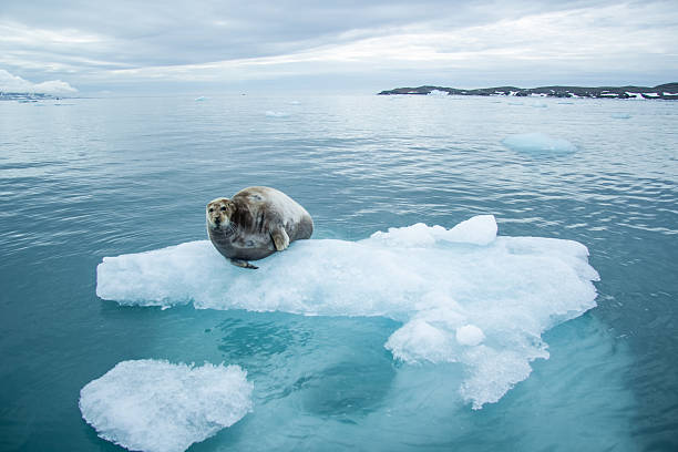 arktyka wiosna w południowej spitsbergen - ice zdjęcia i obrazy z banku zdjęć