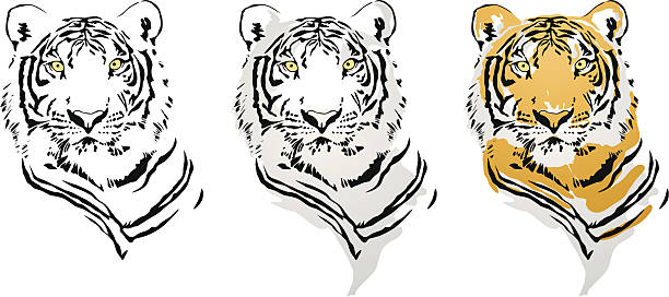 illustrazioni stock, clip art, cartoni animati e icone di tendenza di tigre - tiger roaring danger power