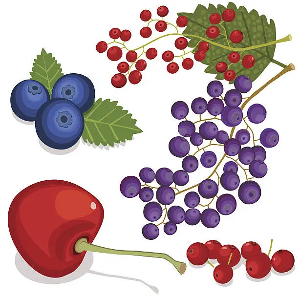Vector illustration of Berry Set: Cherry, Currants, Blueberries And Cranberries