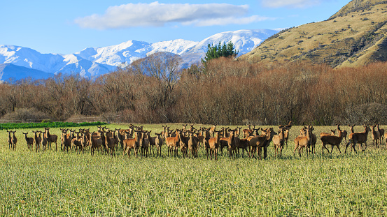 deer farming in New Zealand