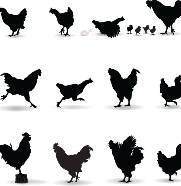 ilustrações de stock, clip art, desenhos animados e ícones de silhueta de frango - chicken silhouette animal rooster