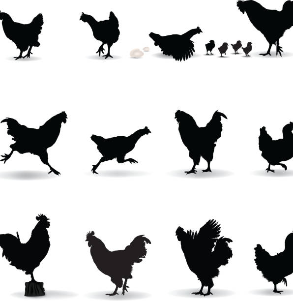 курица силуэт - chicken silhouette animal rooster stock illustrations