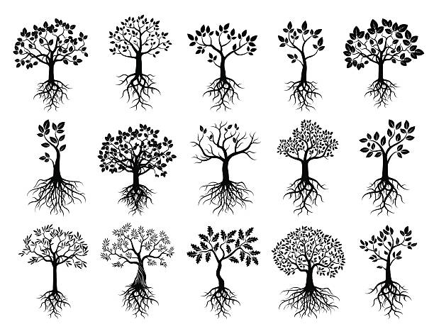 ilustrações, clipart, desenhos animados e ícones de conjunto de árvores e preto raízes - criação