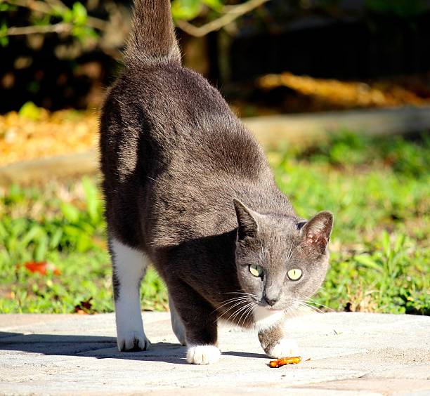 istock Neighborhood Cat 1 481934246