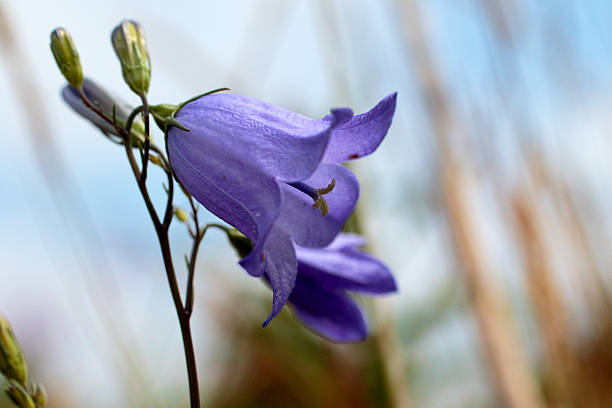 A DSLR photo of beautiful Bluebell flowers (Campanula) on a defocused lights background with beautiful bokeh. Space for copy.