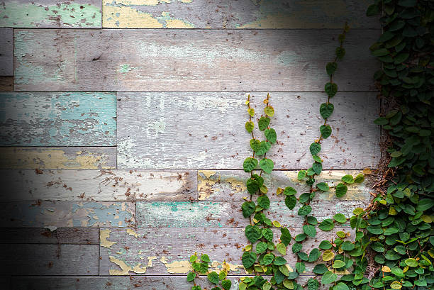 istock Climber plant on wood 481934642