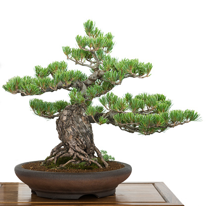 Pine (Pinus parviflora) from Japan as old bonsai tree