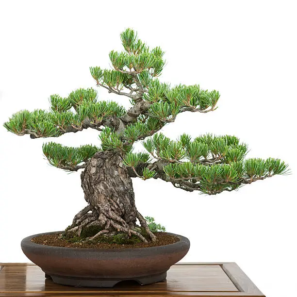 Photo of Pine as old bonsai tree