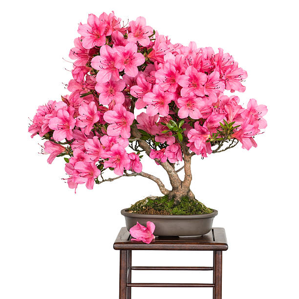 istock Rhododendron indicum Osakazuki as bonsai tree 481936240