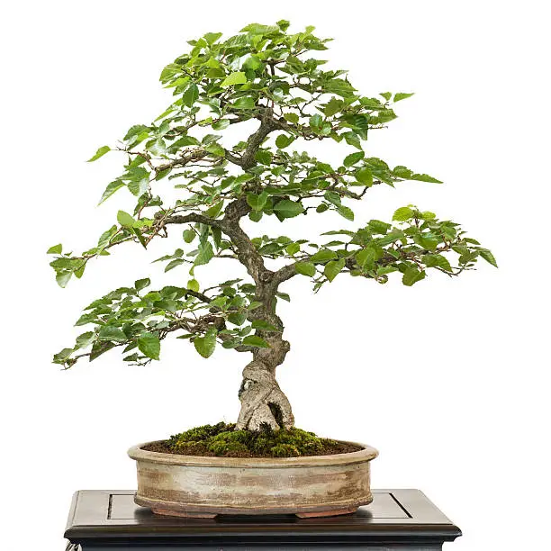 Photo of Hornbeam from Corea as bonsai tree