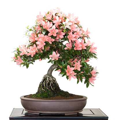 Satsuki Azalea with pink flowers as bonsai tree
