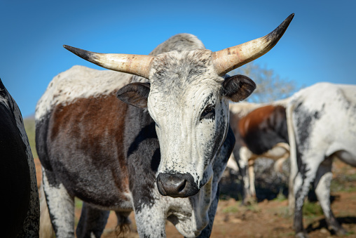 Outdoor shot of African Nguni Cattle  Herd