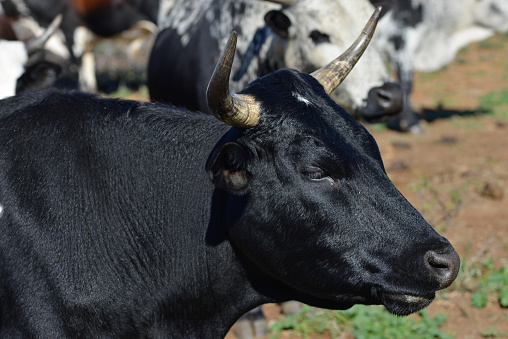 Outdoor shot of African Nguni Cattle