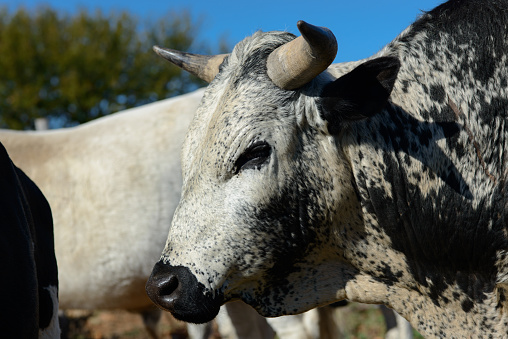 Small group of asian cattles on farm in Chiang Mai province