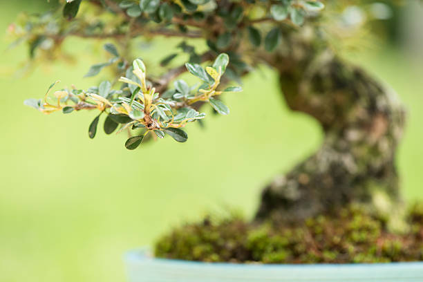Close up cotoneaster as bonsai tree Close up cotoneaster as bonsai tree with trunk cotoneaster stock pictures, royalty-free photos & images
