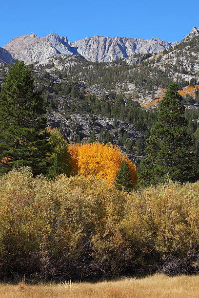 istock Magnificent  autumn in California 481940818