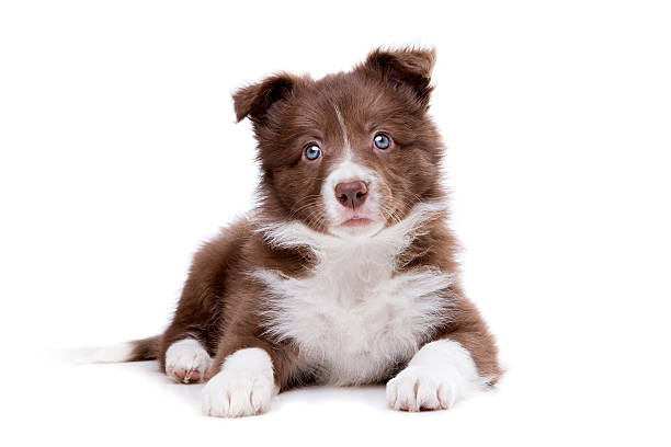 istock Border Collie puppy dog in front of a white background 481940986