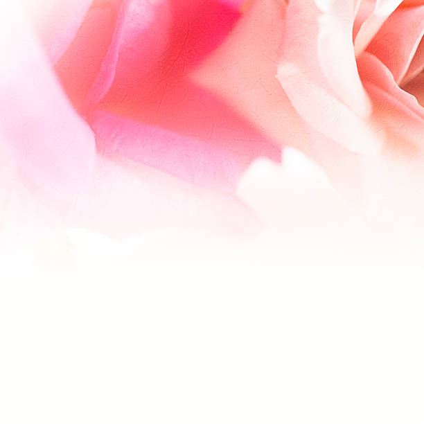 istock sweet color roses on mulberry paper texture 481941040