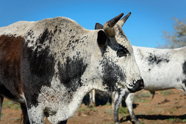 fotografia ao ar livre de gado nguni exploração africana - south africa africa zulu african culture imagens e fotografias de stock