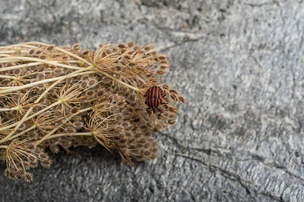 Red striped Graphosoma lineatum/Graphosoma semipunctatum on plant