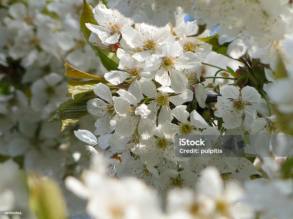 White cherry flowers in sunlight White cherry flowers in morning sunlight 2015 Stock Photo