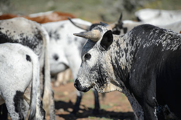 Outdoor shot of African Nguni Cattle  Herd Outdoor shot of African Nguni Cattle  Herd nguni cattle stock pictures, royalty-free photos & images