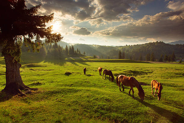 istock Horses in forest at sunset under cloudy sky 481945632