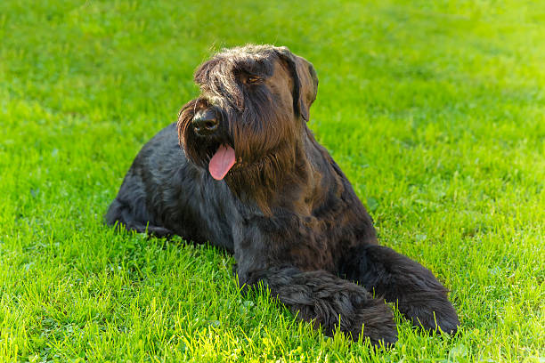 istock Domestic dog Black Giant Schnauzer breed 481945726