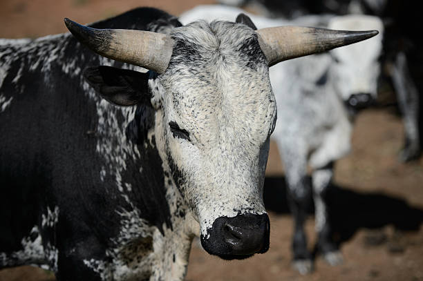 Outdoor shot of African Nguni Cattle  Herd Outdoor shot of African Nguni Cattle  Herd nguni cattle stock pictures, royalty-free photos & images