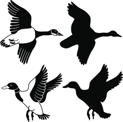A vector illustration of a flying goose and duck in black and white and as a silhouette.